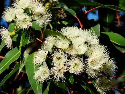 Eukalyptus- und Menthol-Essenz